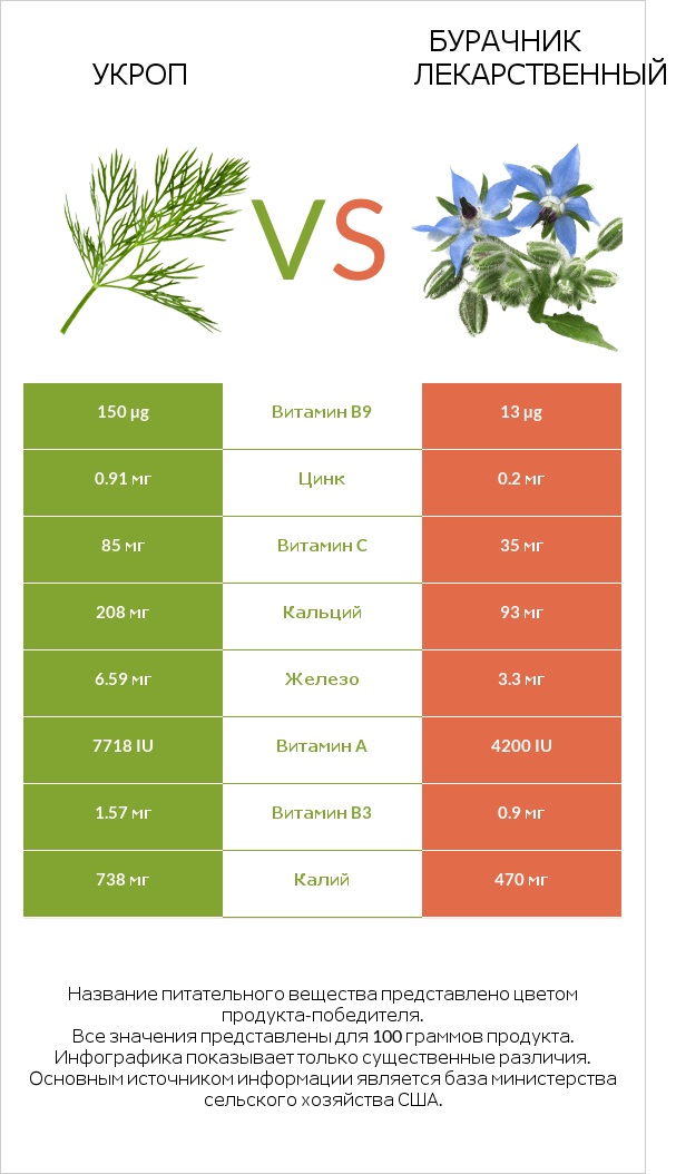 Укроп vs Бурачник лекарственный infographic