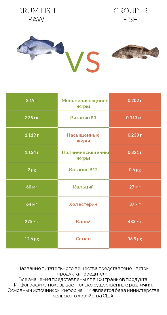 Drum fish raw vs Grouper fish infographic