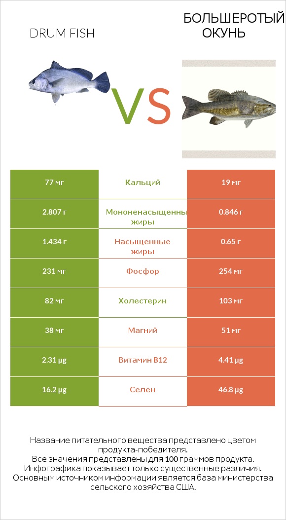 Drum fish vs Большеротый окунь infographic