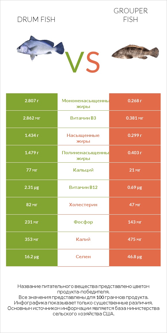 Drum fish vs Grouper fish infographic