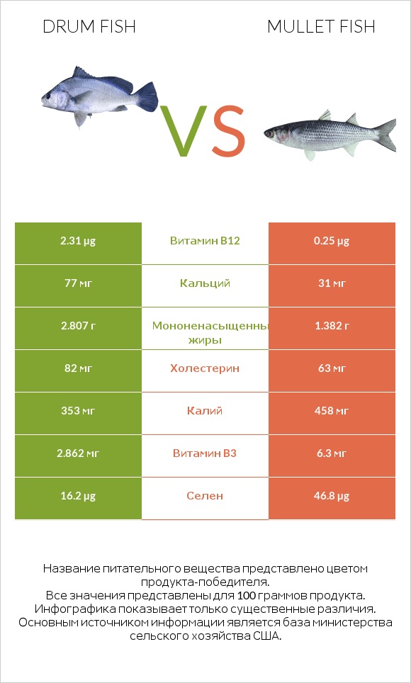 Drum fish vs Mullet fish infographic