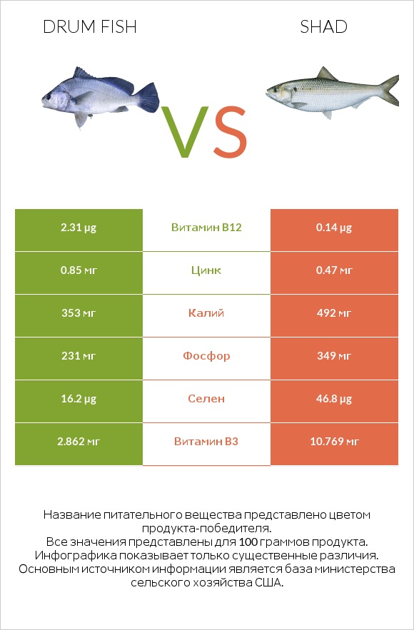 Drum fish vs Shad infographic