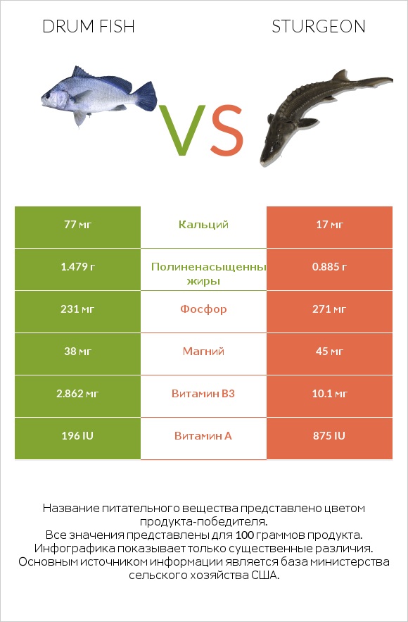 Drum fish vs Sturgeon infographic