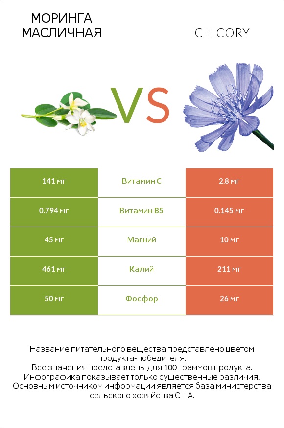 Моринга масличная vs Chicory infographic