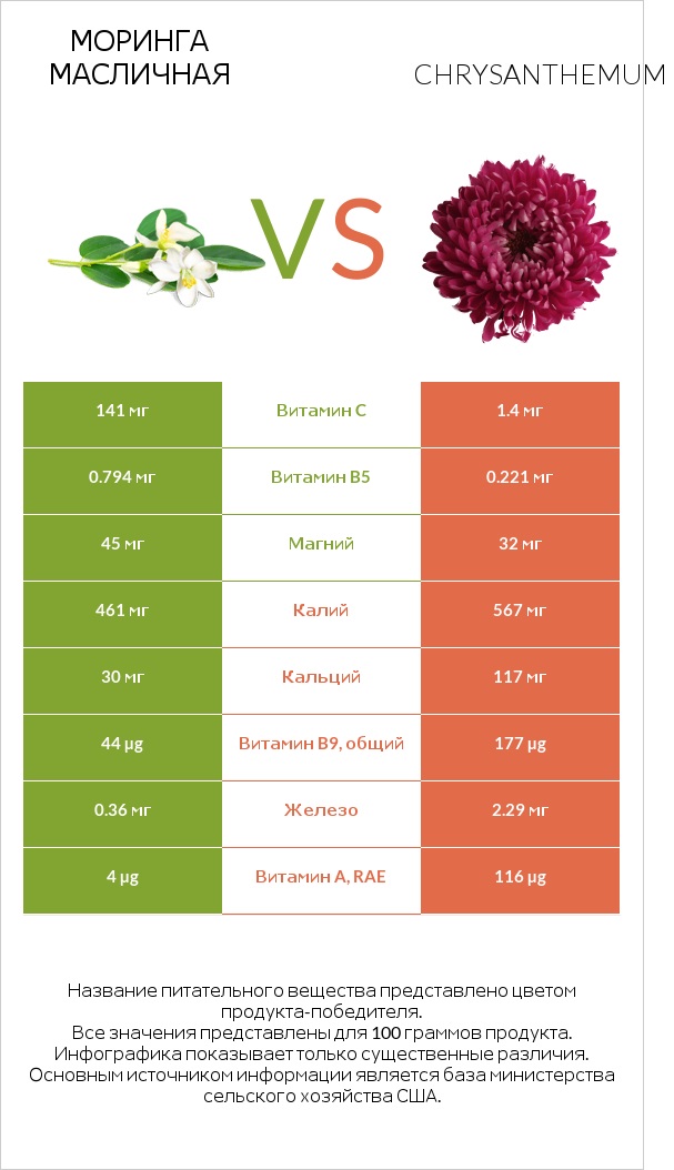 Моринга масличная vs Chrysanthemum infographic
