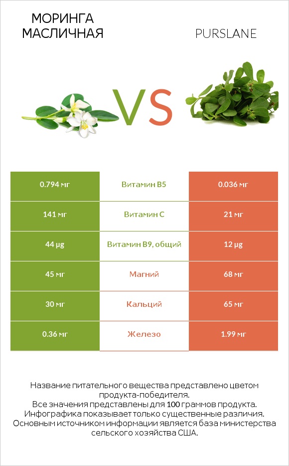 Моринга масличная vs Purslane infographic