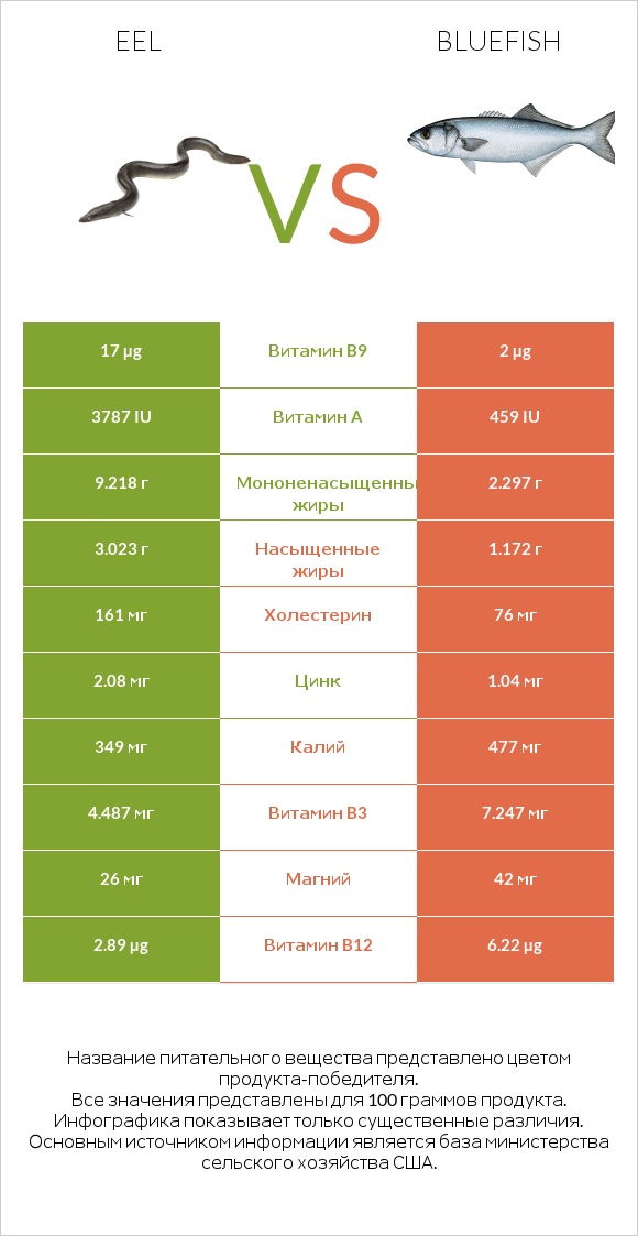 Eel vs Bluefish infographic