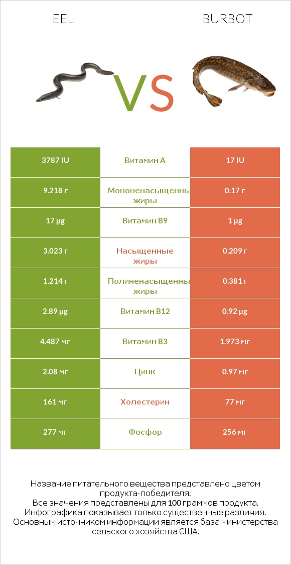 Eel vs Burbot infographic