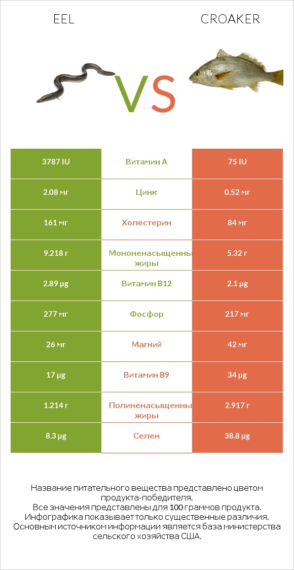 Eel vs Croaker infographic