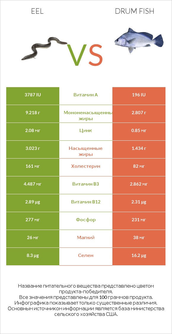 Eel vs Drum fish infographic