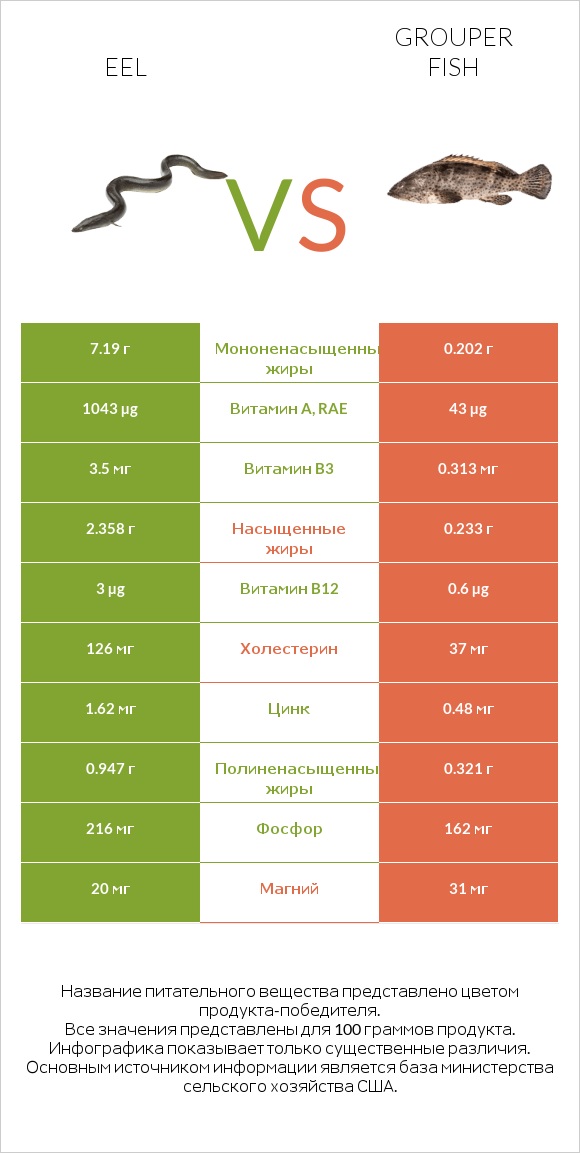 Eel vs Grouper fish infographic