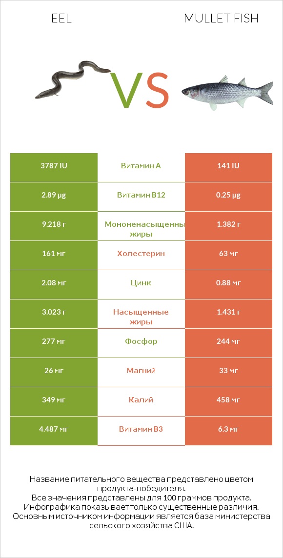 Eel vs Mullet fish infographic