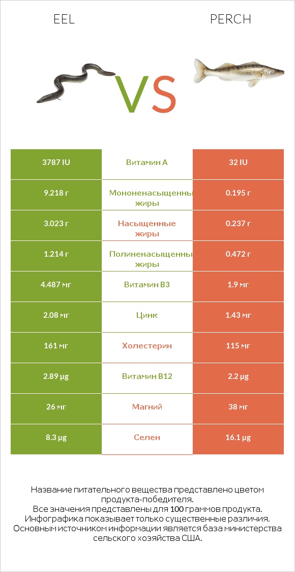 Eel vs Perch infographic