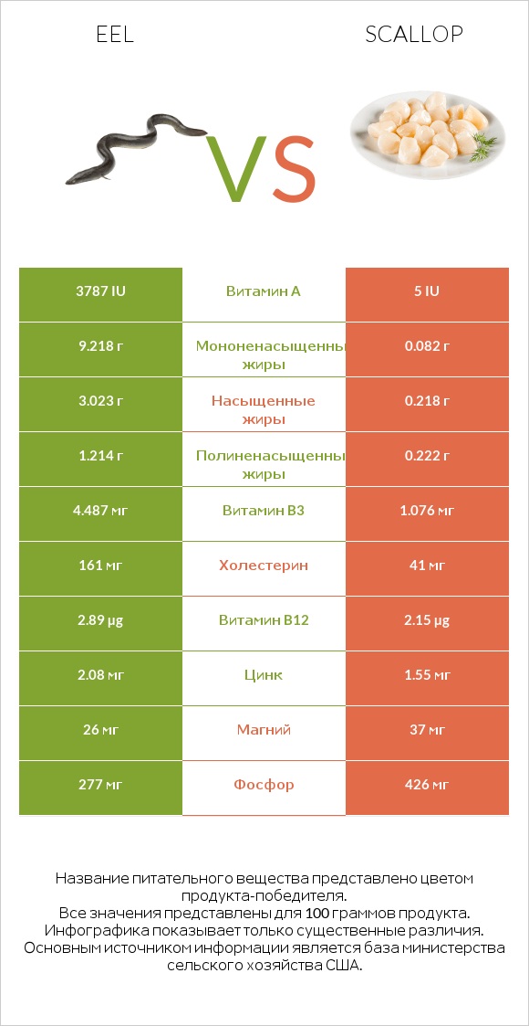 Eel vs Scallop infographic