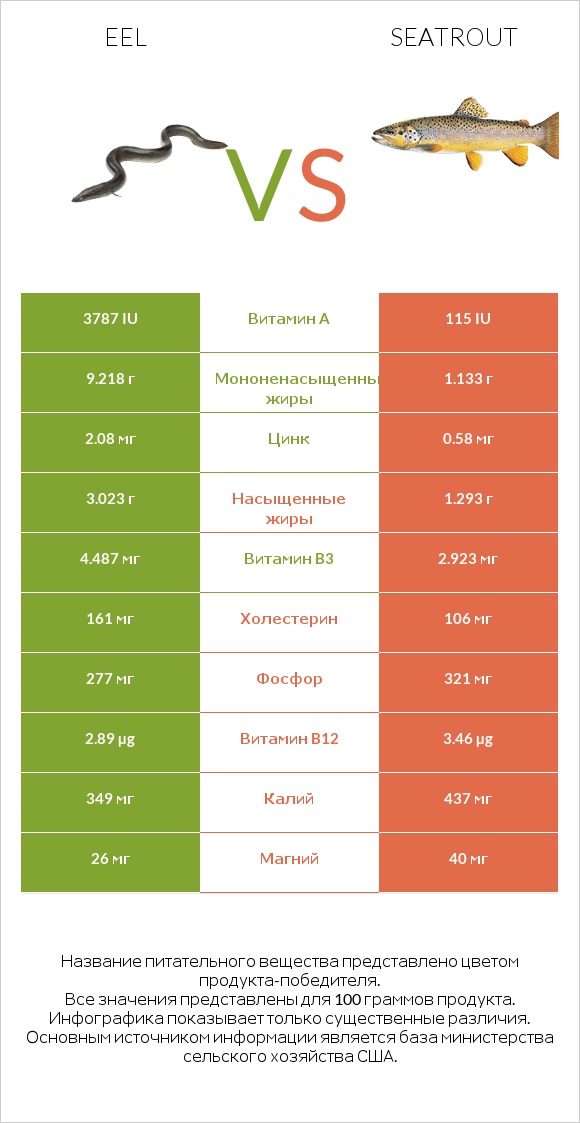 Eel vs Seatrout infographic