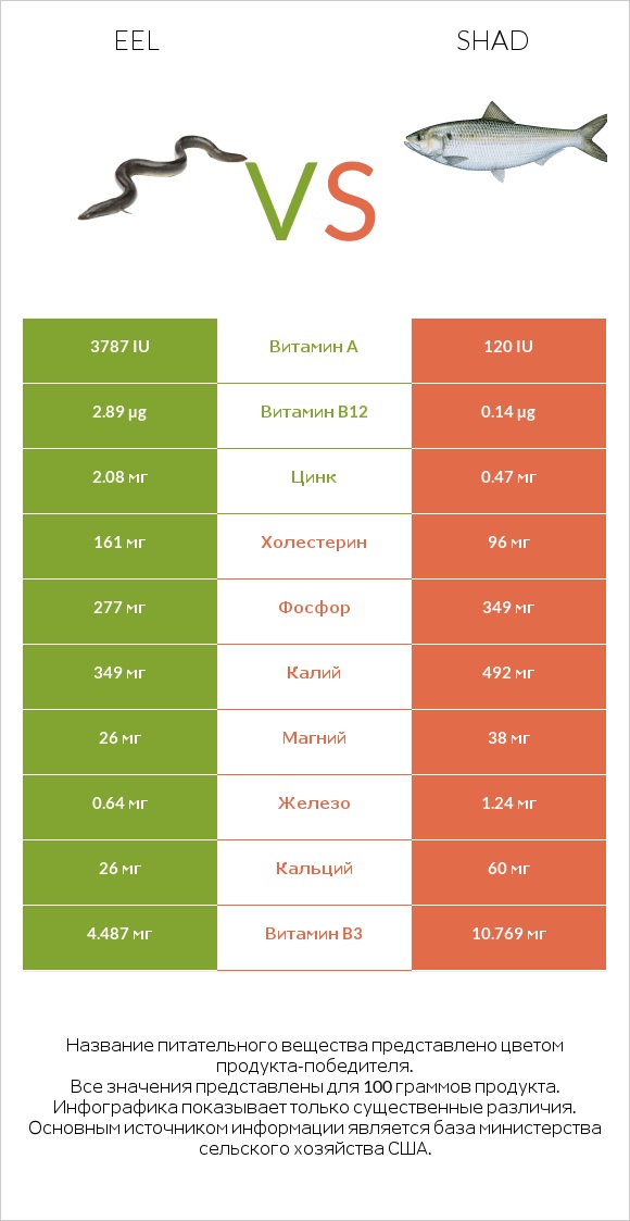 Eel vs Shad infographic