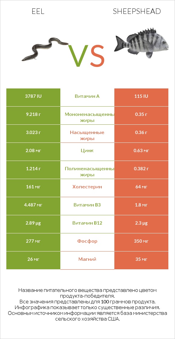 Eel vs Sheepshead infographic