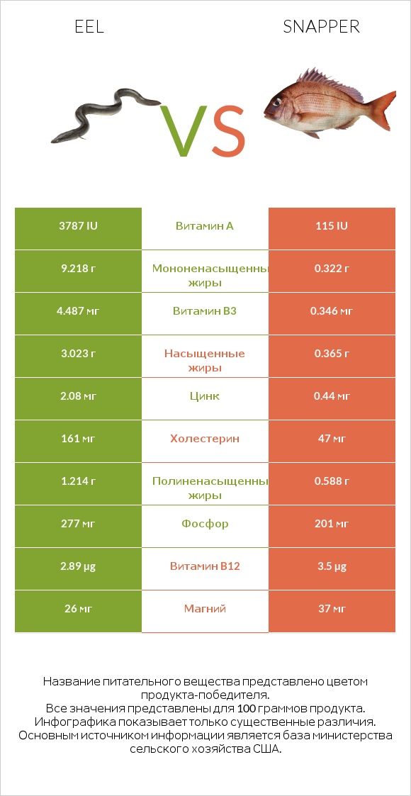 Eel vs Snapper infographic