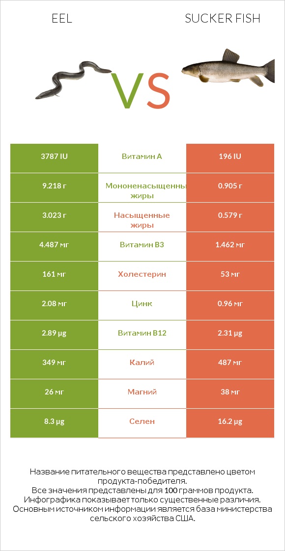 Eel vs Sucker fish infographic