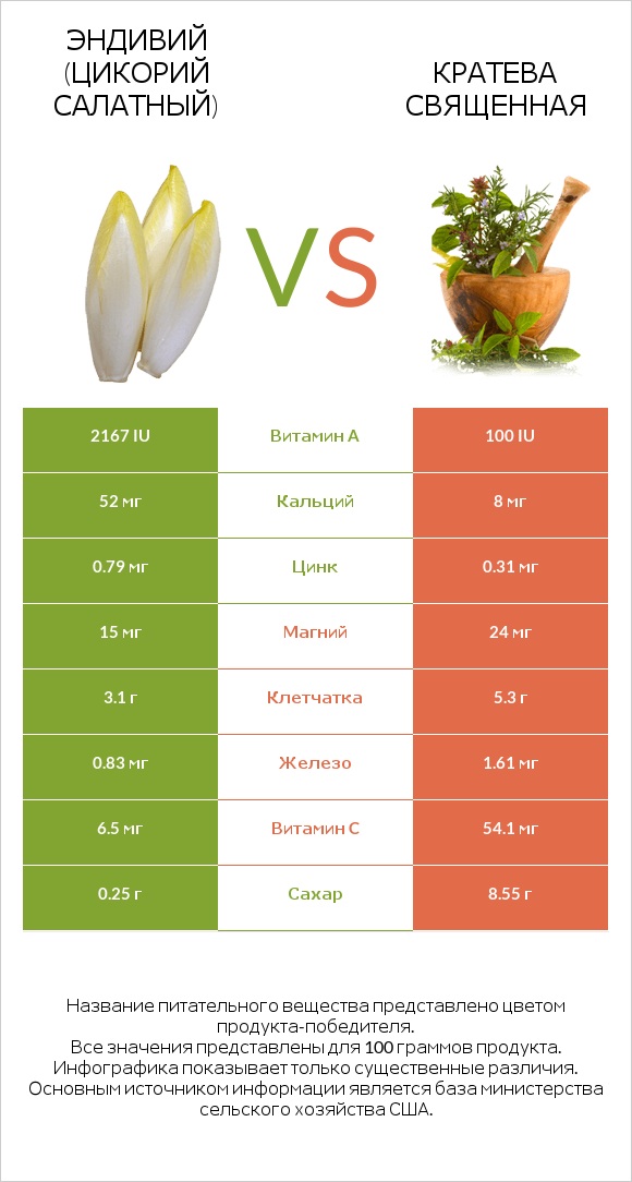 Эндивий (Цикорий салатный)  vs Кратева священная infographic