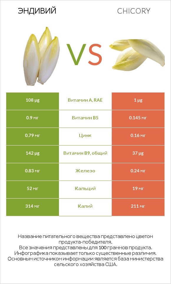 Эндивий vs Chicory infographic