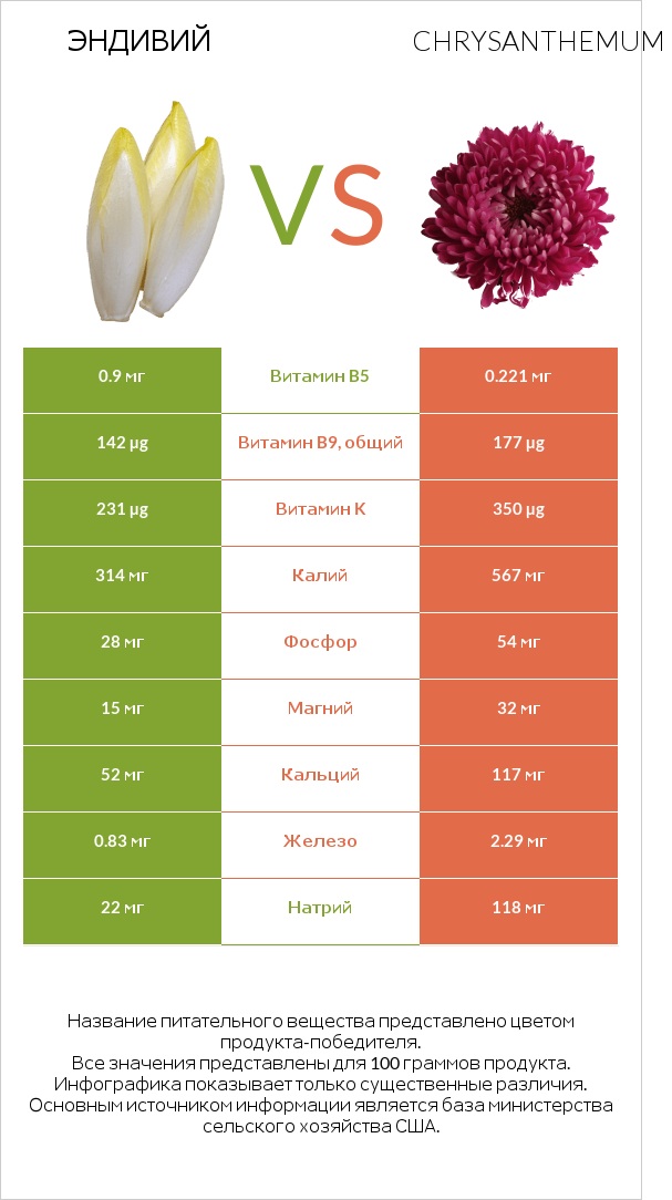 Эндивий vs Chrysanthemum infographic