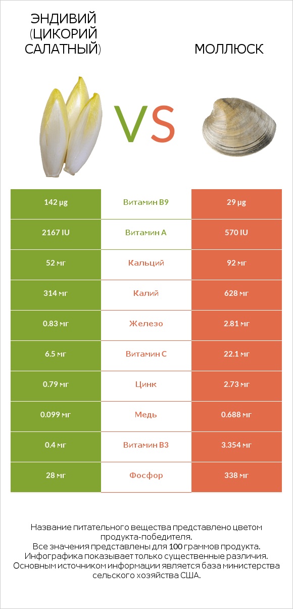 Эндивий (Цикорий салатный)  vs Моллюск infographic