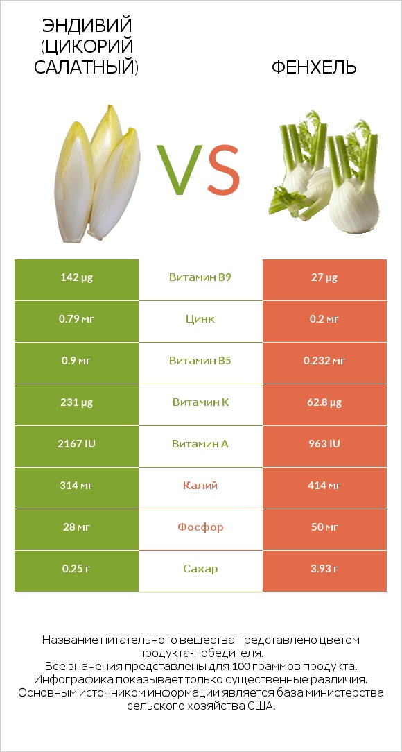 Эндивий (Цикорий салатный)  vs Фенхель infographic