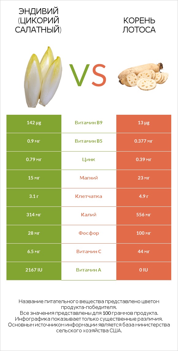 Эндивий vs Lotus root infographic