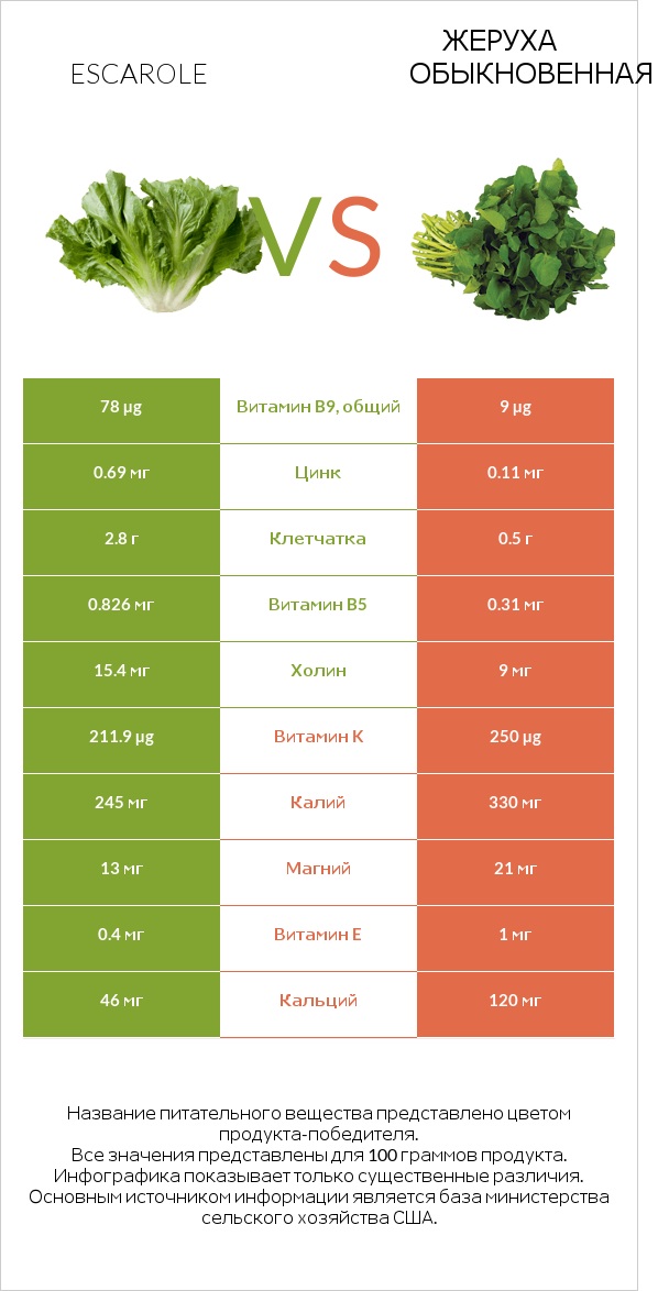 Салат Эскарол (эскариоль) vs Жеруха обыкновенная infographic