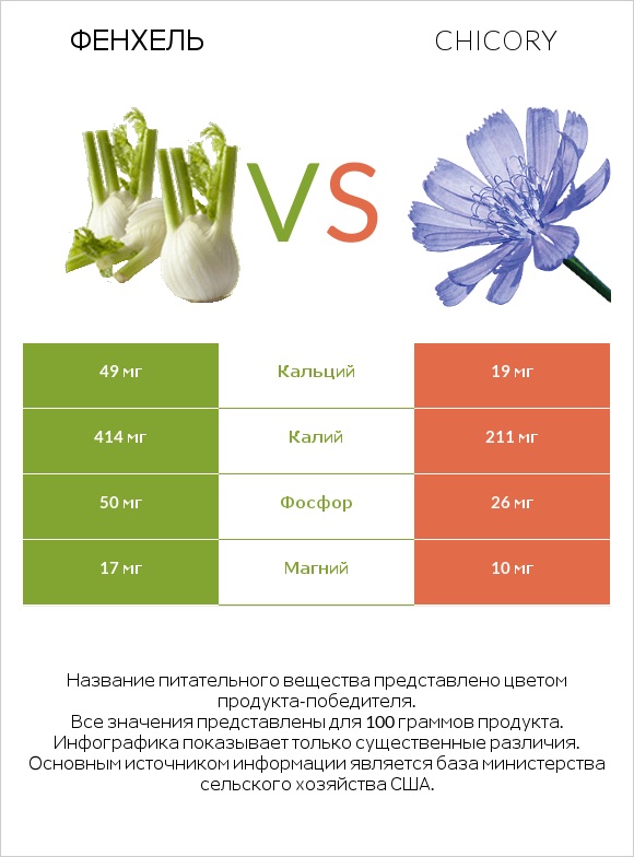 Фенхель vs Chicory infographic