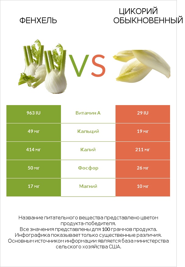 Фенхель vs Цикорий обыкновенный infographic