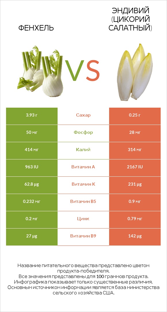 Фенхель vs Эндивий (Цикорий салатный)  infographic