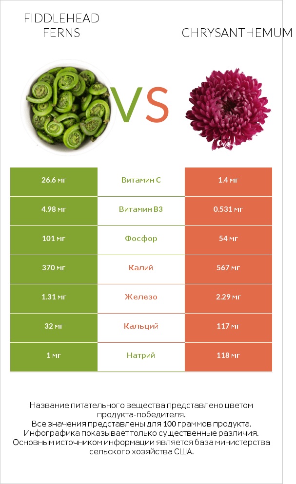 Fiddlehead ferns vs Chrysanthemum infographic