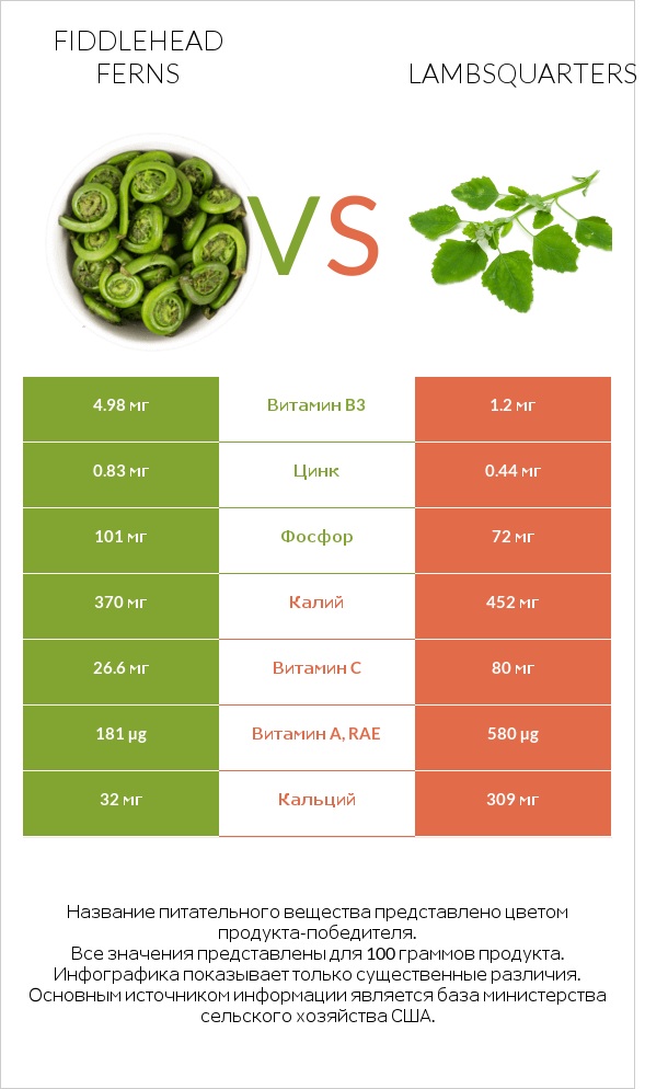 Fiddlehead ferns vs Lambsquarters infographic