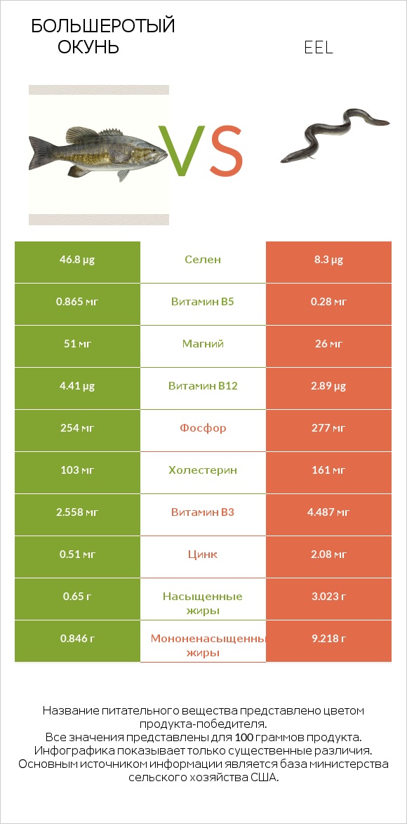 Большеротый окунь vs Eel infographic