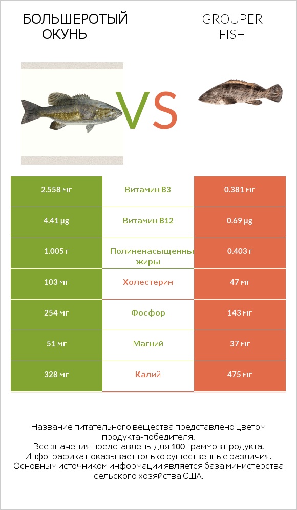 Большеротый окунь vs Grouper fish infographic