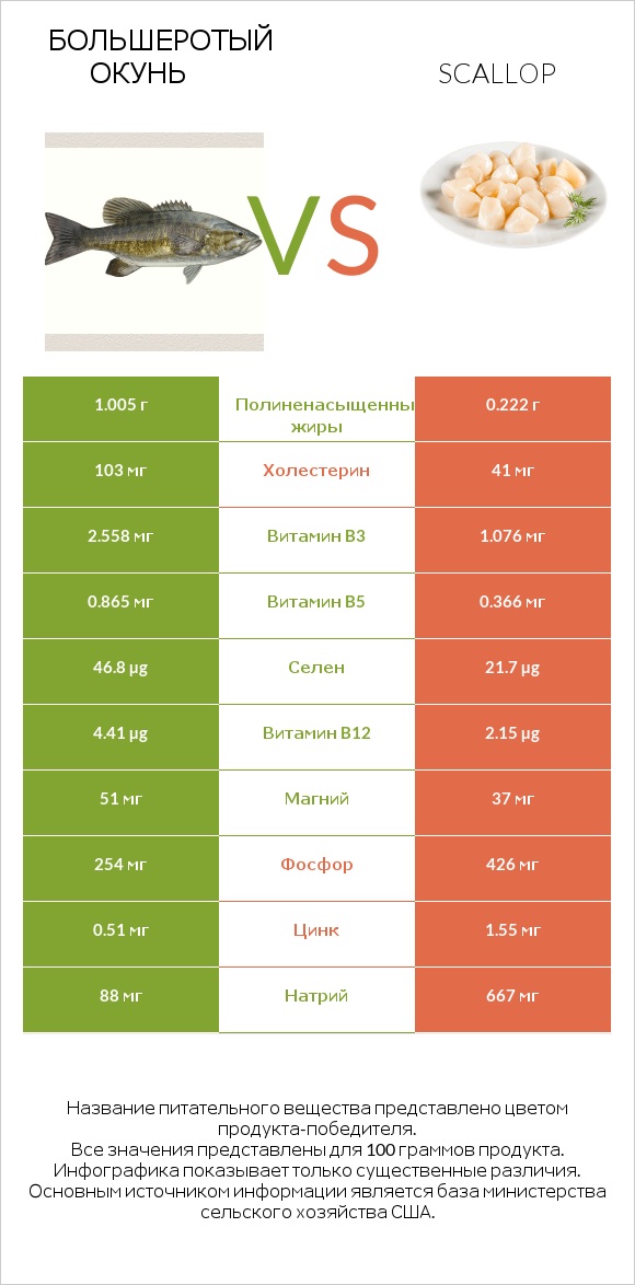 Большеротый окунь vs Scallop infographic