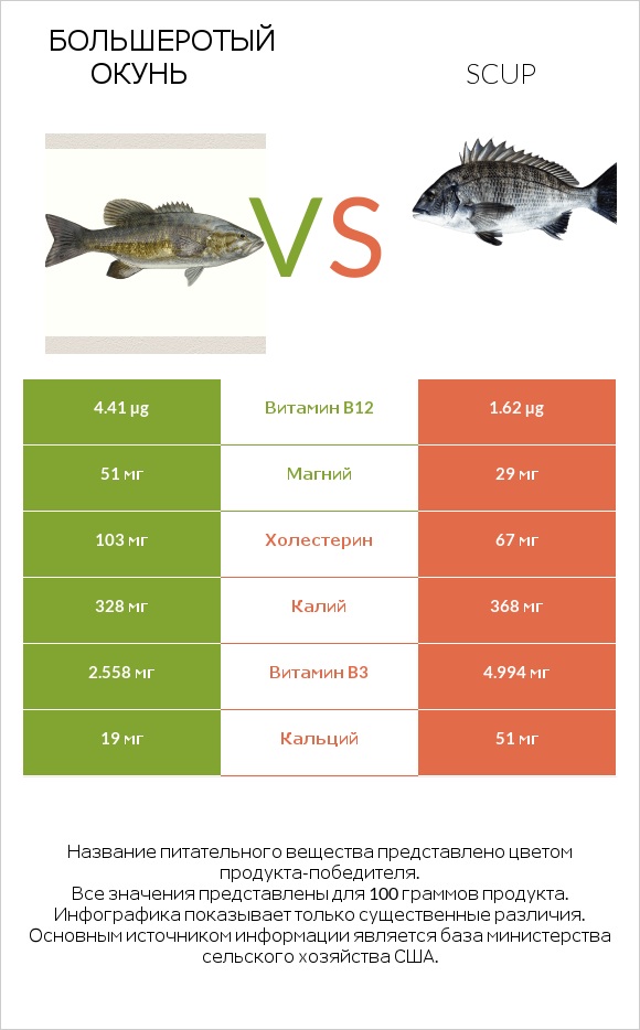 Большеротый окунь vs Scup infographic