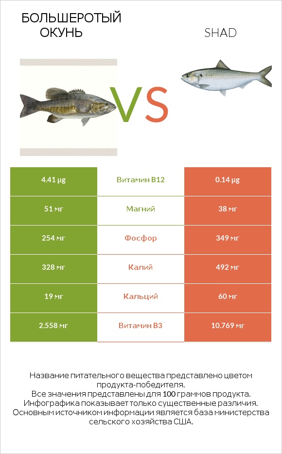 Большеротый окунь vs Shad infographic