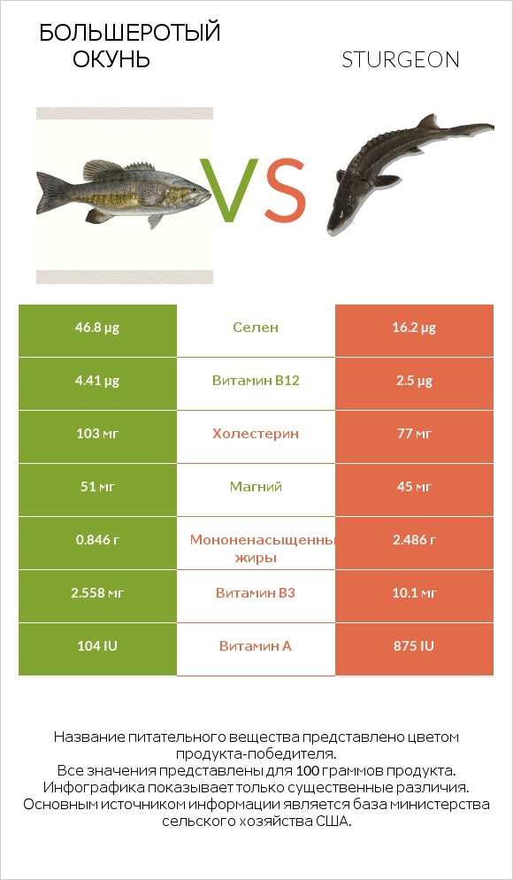 Большеротый окунь vs Sturgeon infographic