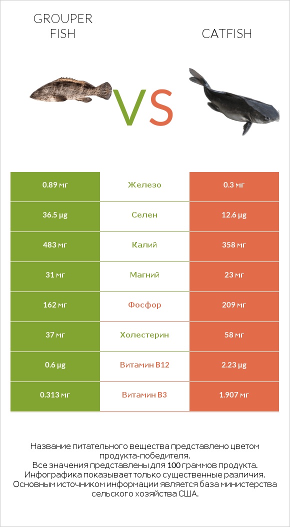 Grouper fish vs Catfish infographic
