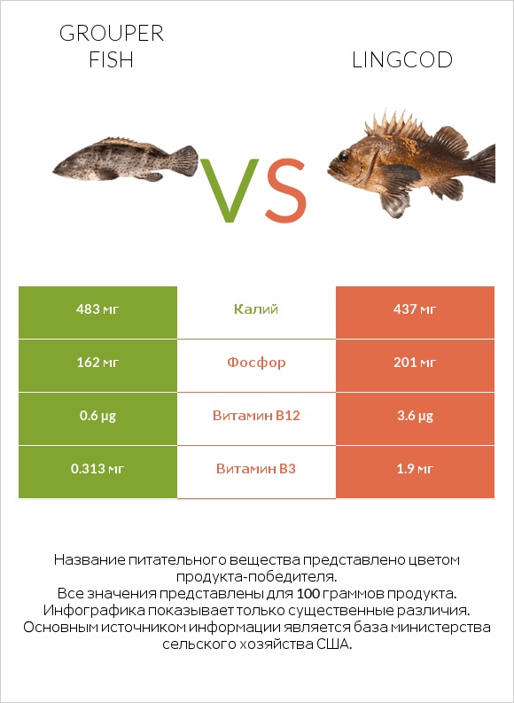 Grouper fish vs Lingcod infographic