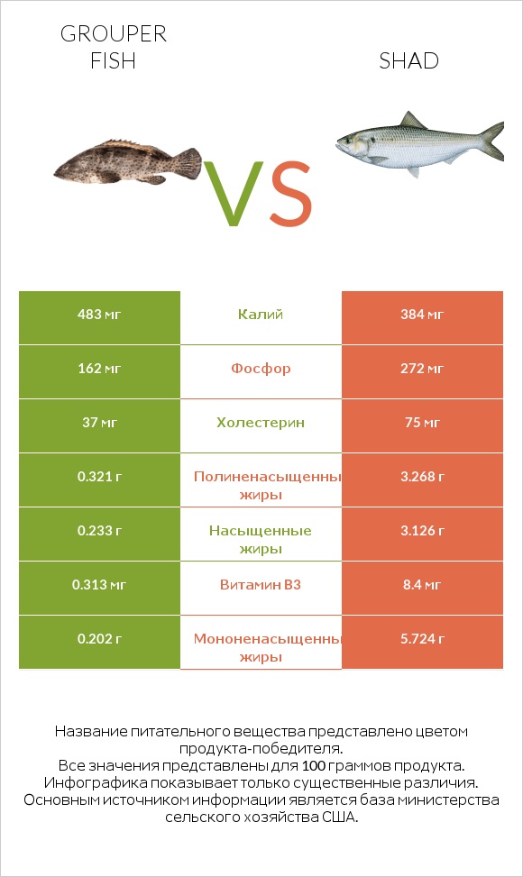 Grouper fish vs Shad infographic