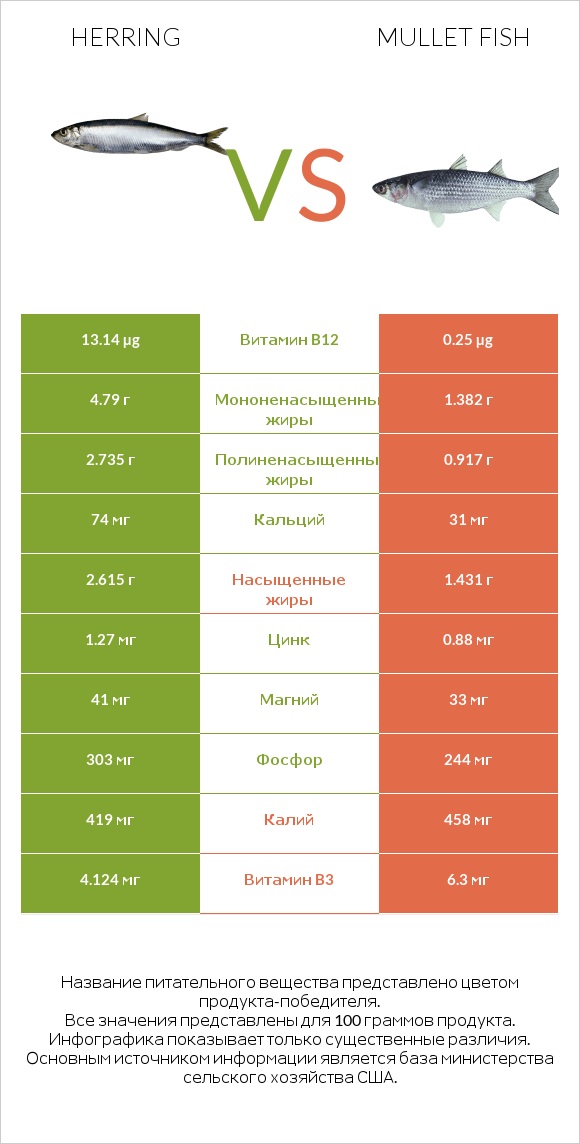 Herring vs Mullet fish infographic