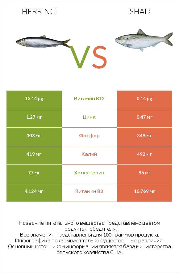 Herring vs Shad infographic