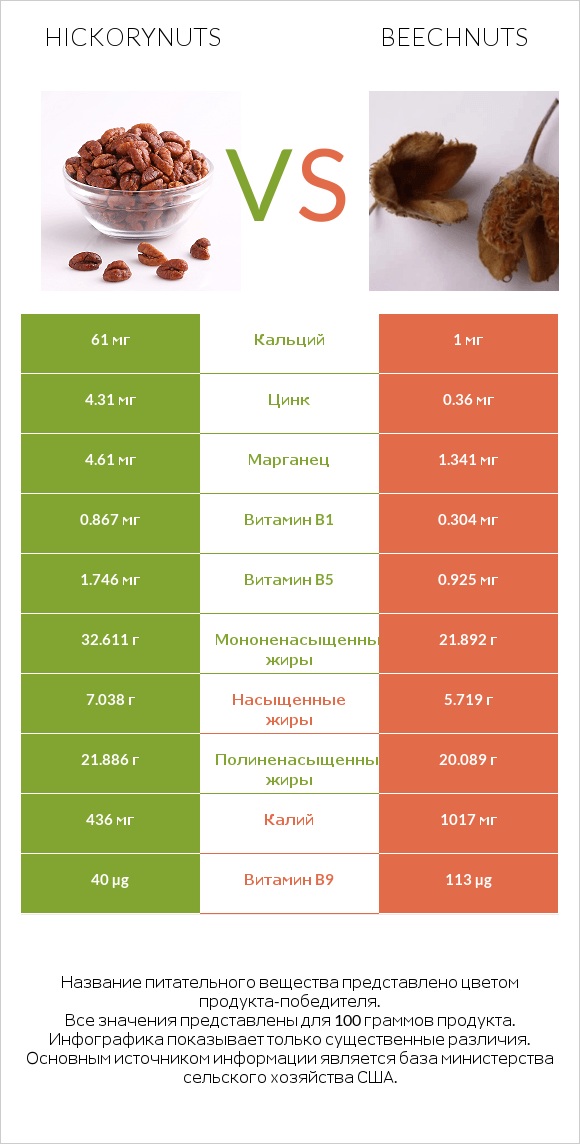 Hickorynuts vs Beechnuts infographic