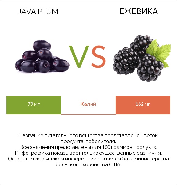 Java plum vs Ежевика infographic