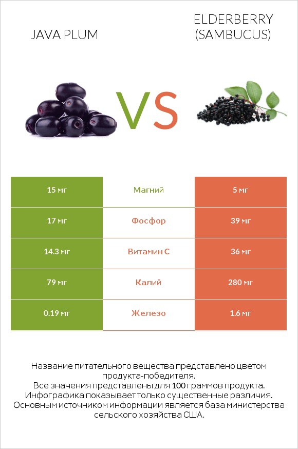 Java plum vs Elderberry infographic