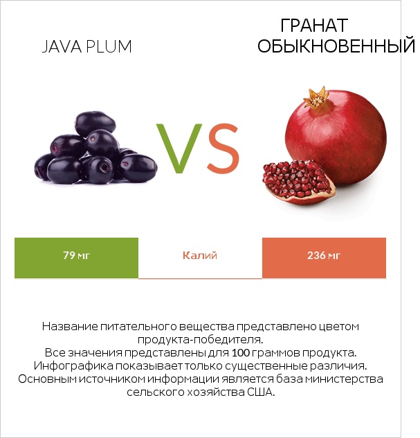 Java plum vs Гранат обыкновенный infographic
